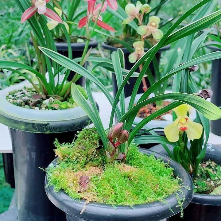 完全开放一物一漂亮开花