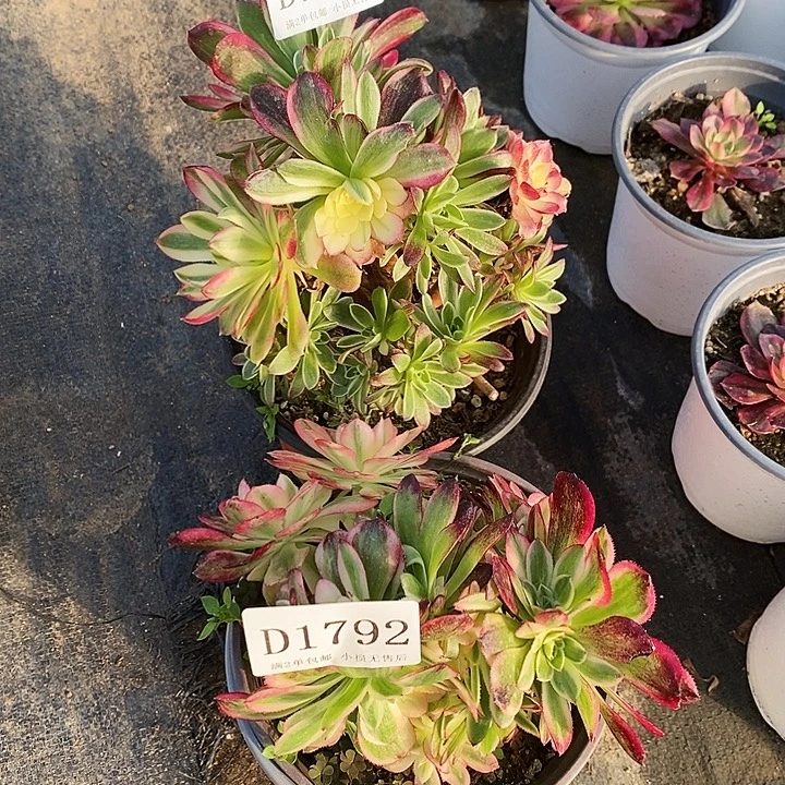 794、92海王海神多肉母本2颗无售后