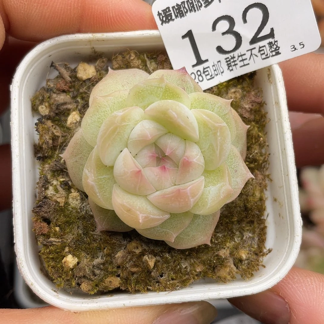 132 3.5一物一拍精品美肉