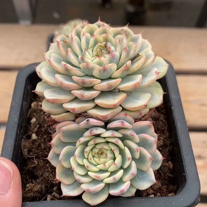 姬莲锦多肉植物A732