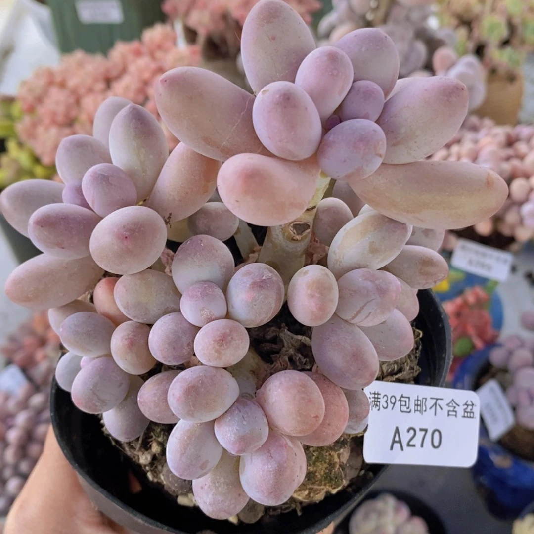 汤圆10cm270多肉植物