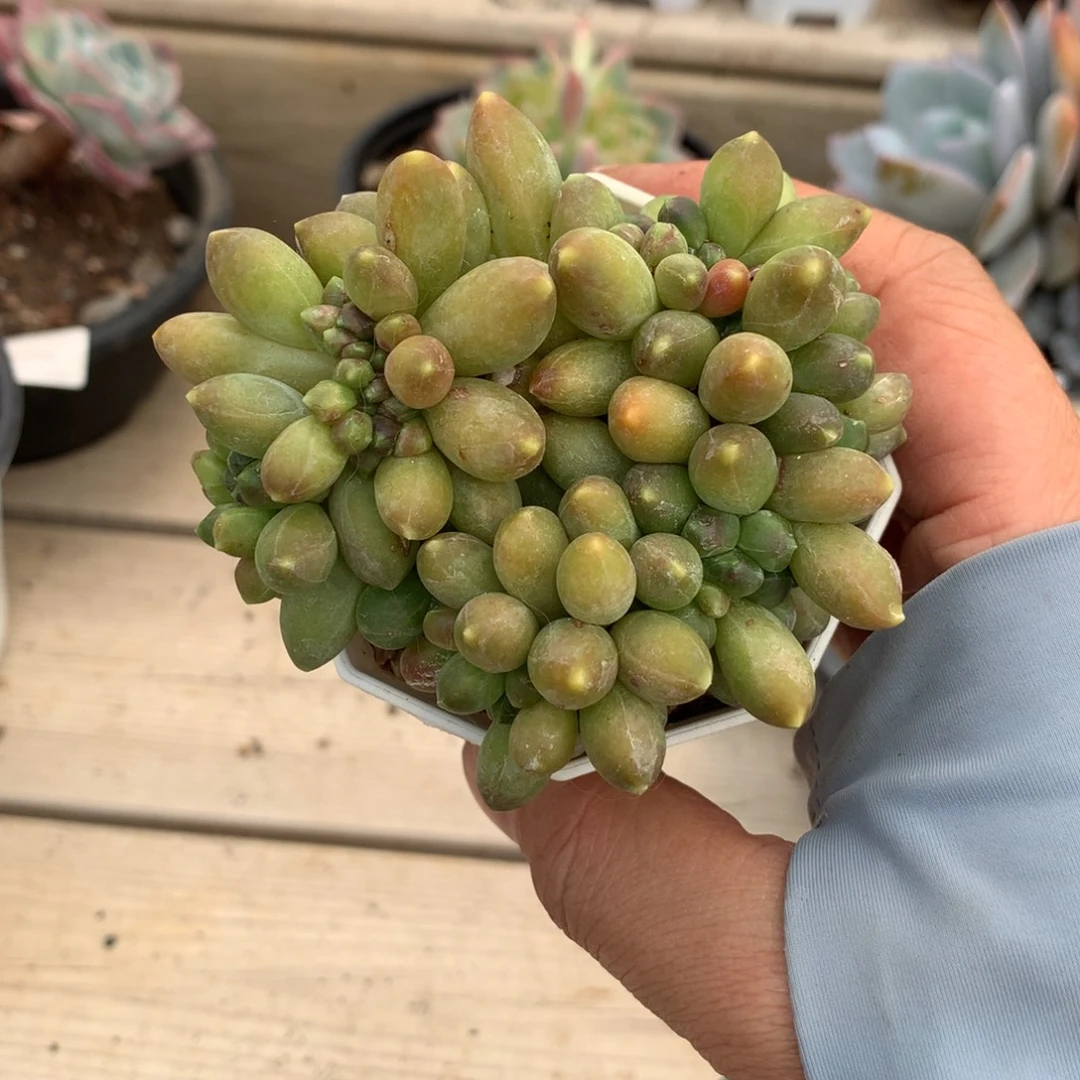 6354千代田缀化多肉一颗8厘米