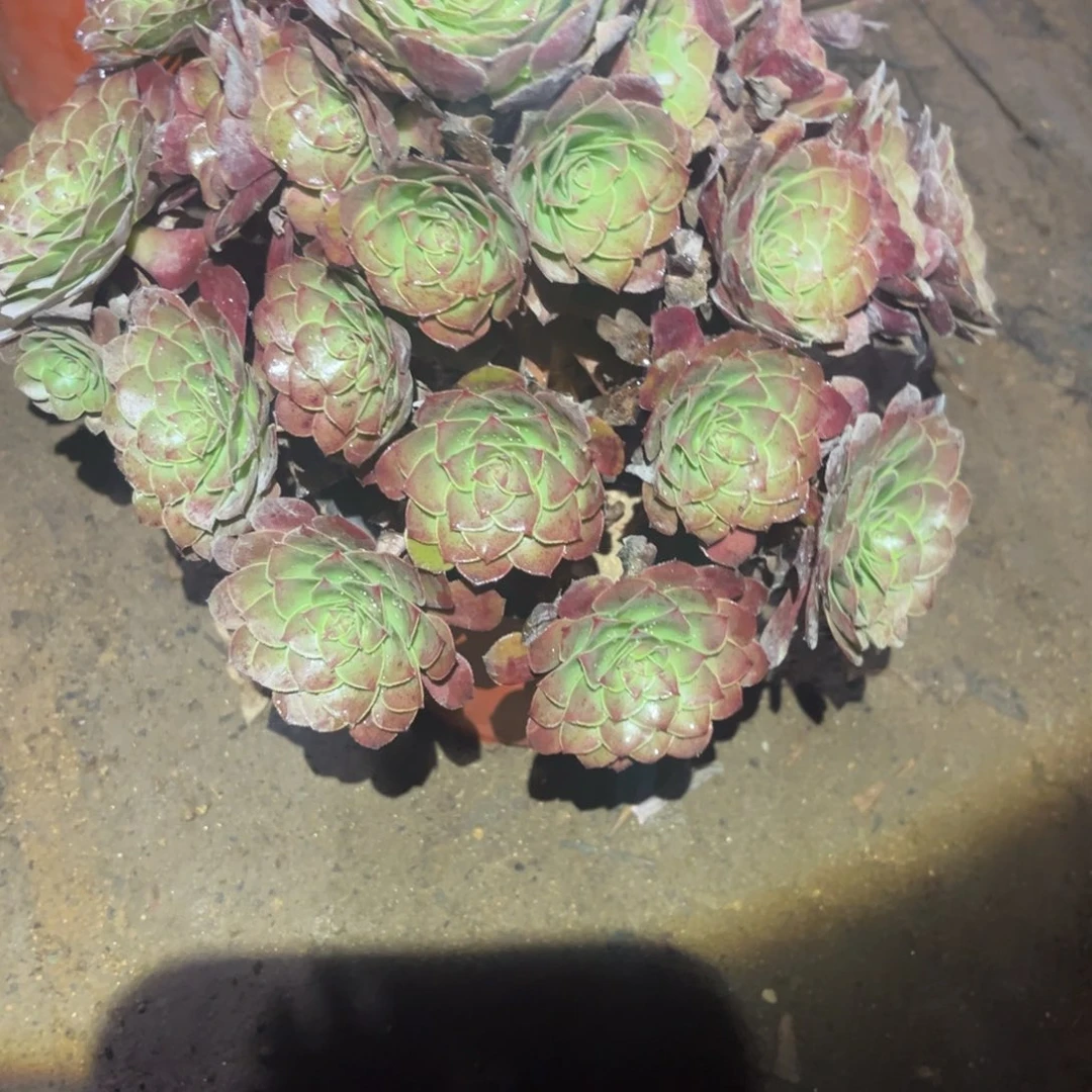 花月夜变异多肉法师720号