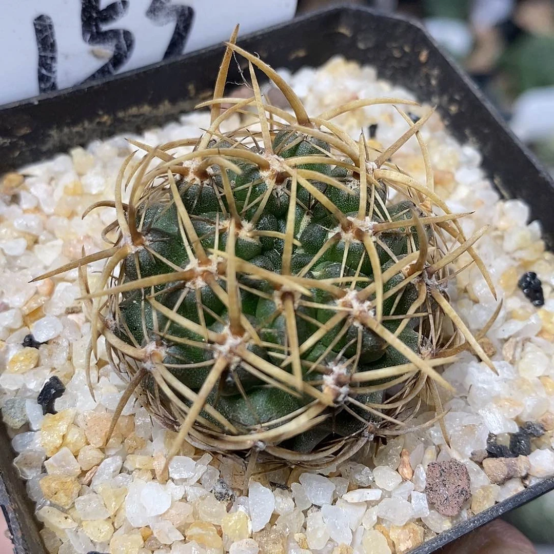 实生登阳丸153号3.5cm
