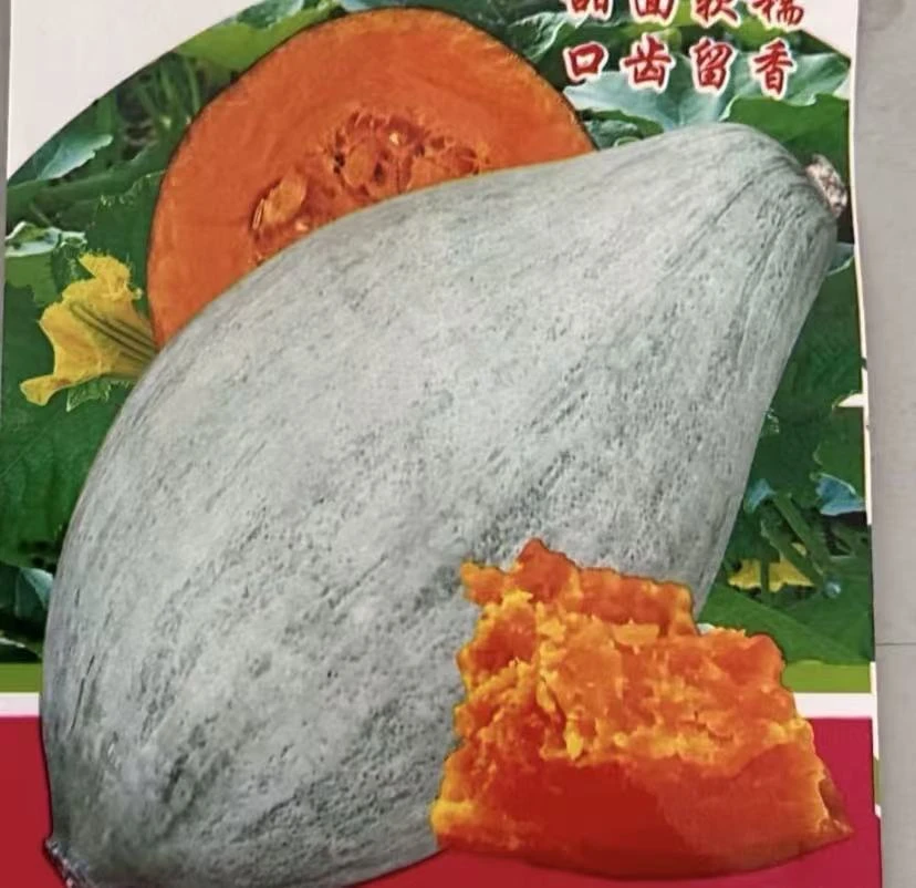 【丑南瓜种子】贵妃南瓜种子四季种植盆栽地栽阳台小院种植