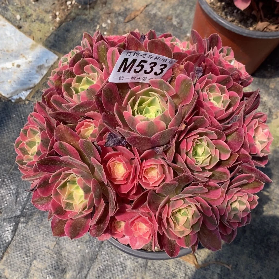 全部花朵533 嫩桩小不包损