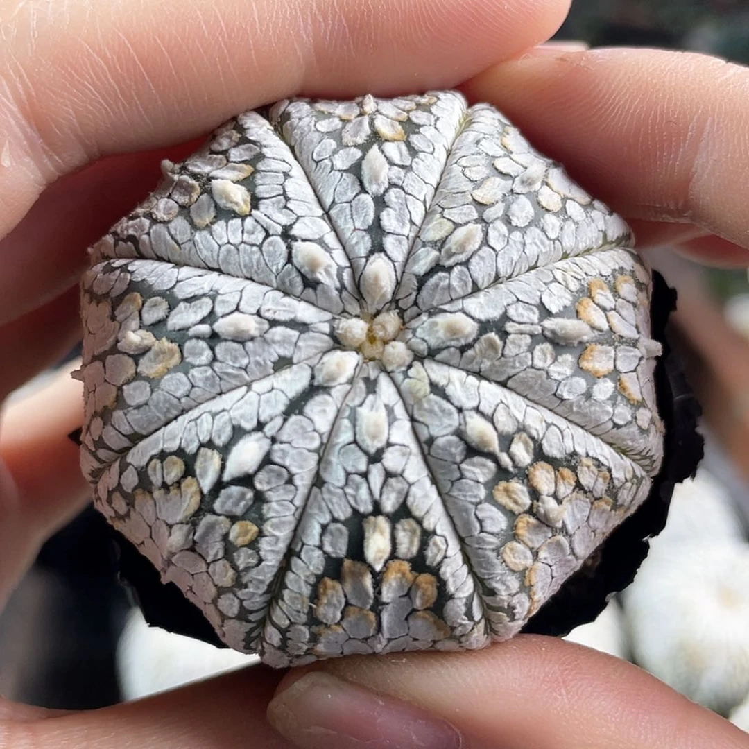 5cm实生特浓白超兜1颗