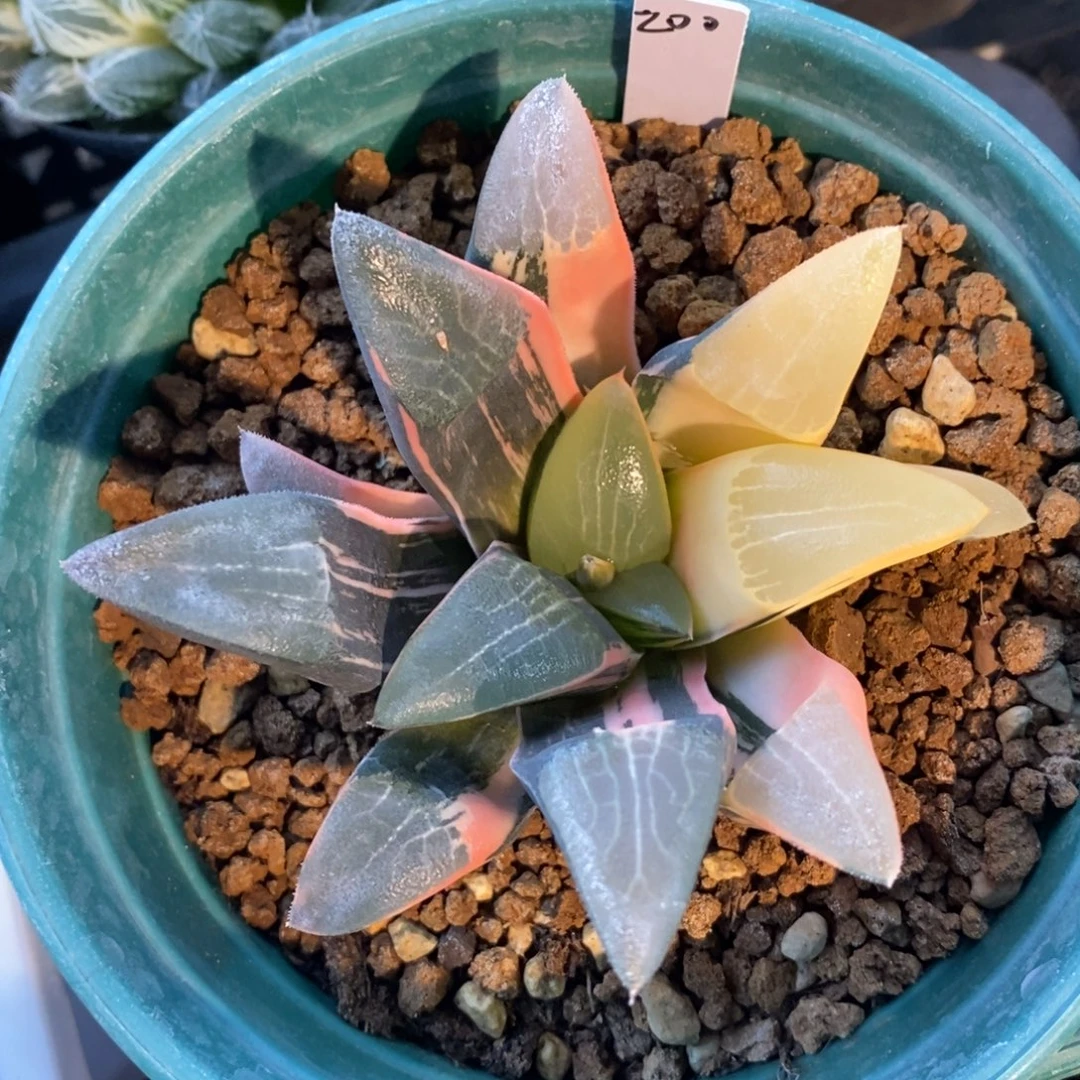 一颗实生大克锦。