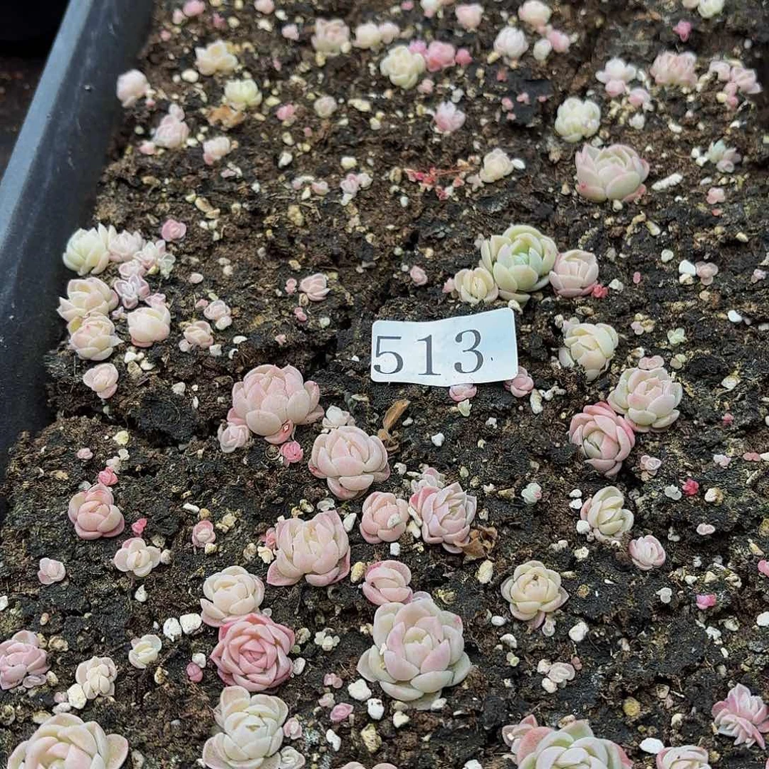 多肉植物多肉植物513