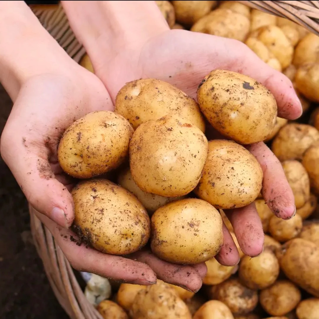 本地土豆［阿玲小年年走乡村］