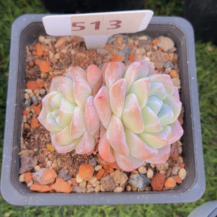 健健康康平平安安