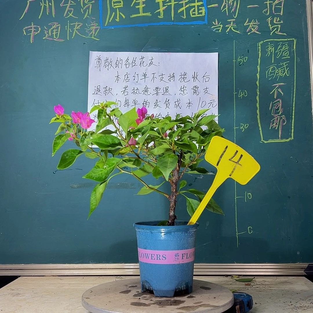 当前无花栽培后可以开花  比芭粉  14