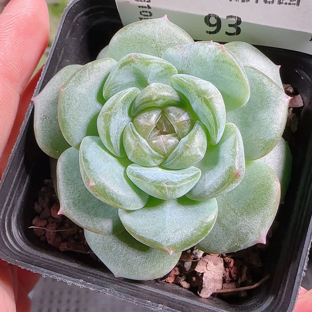 0910---93暗香糖心珍妮