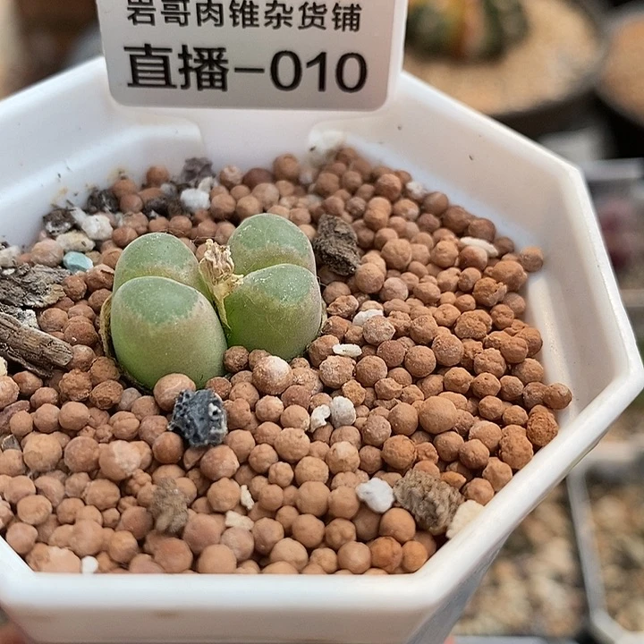 AP种源181温莎城堡风铃双头