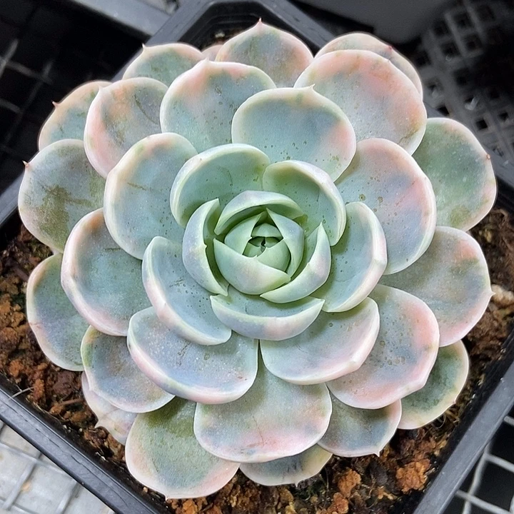蓝色惊喜锦多肉植物