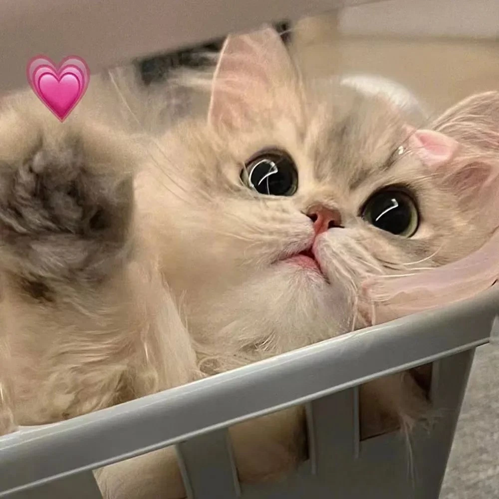 宠物活体猫金渐层蓝金渐层矮脚猫