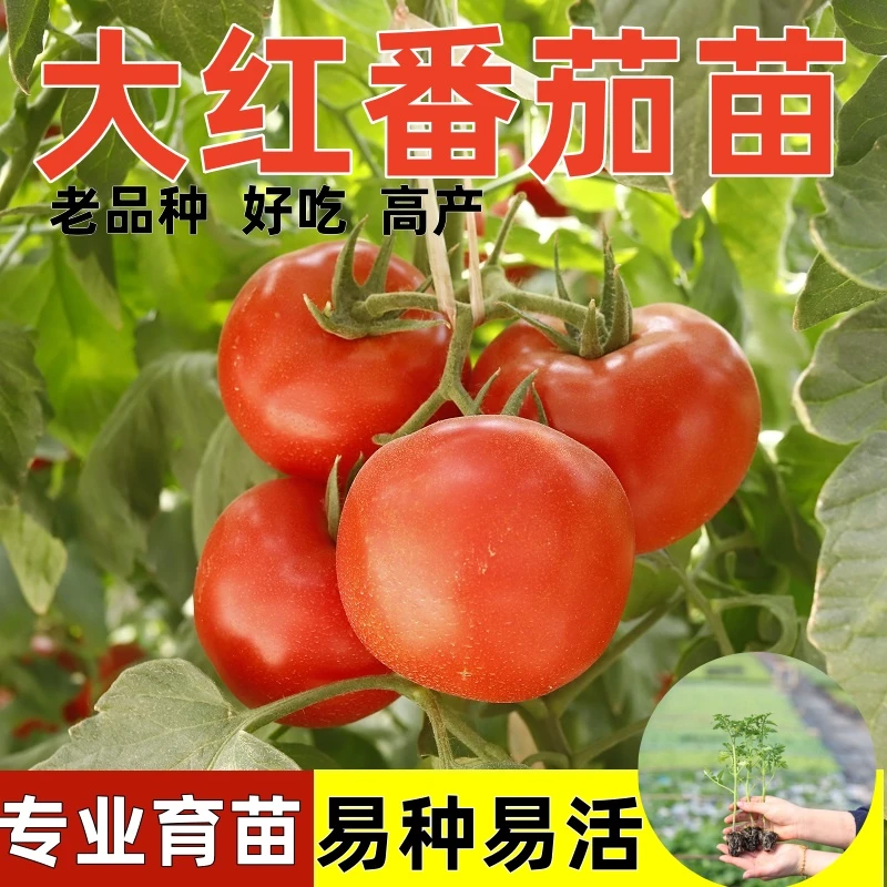 大粉番茄西红柿秧苗种子沙瓤四季盆栽阳台沙甜高产籽大果田园蔬菜