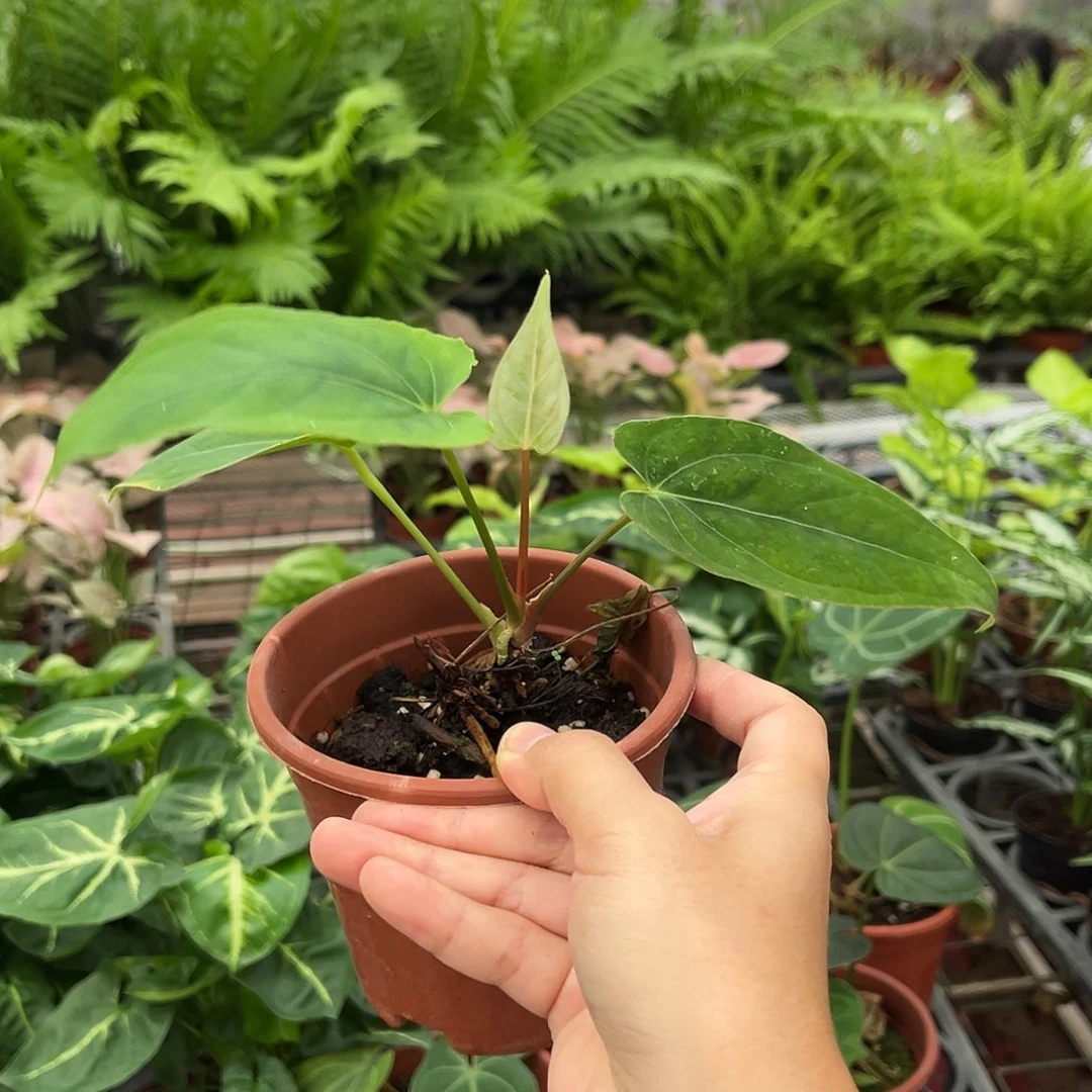 无花朵093 花烛杂