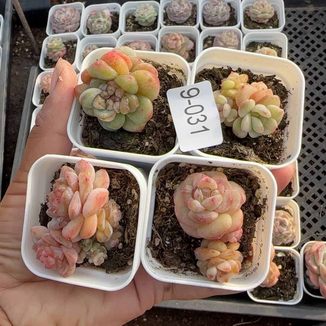 假***想多肉小卡拉米糖心一物一拍