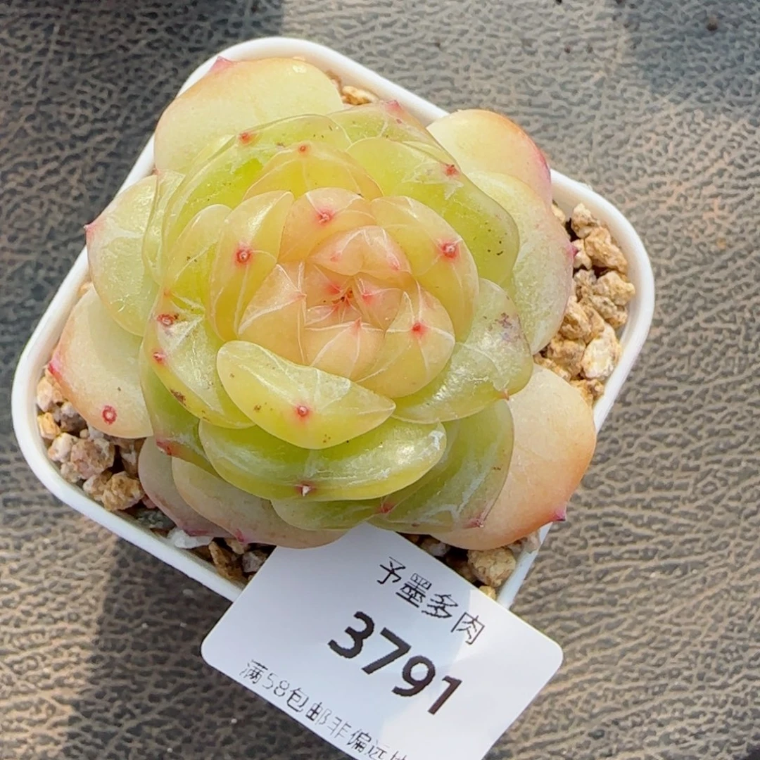孤品珍妮，3791多肉植物