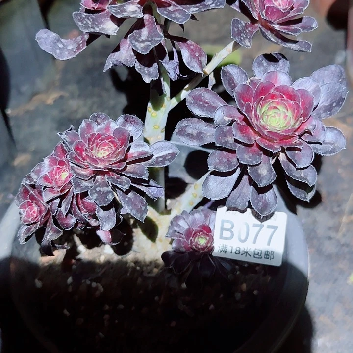 多肉法师淘宝福利