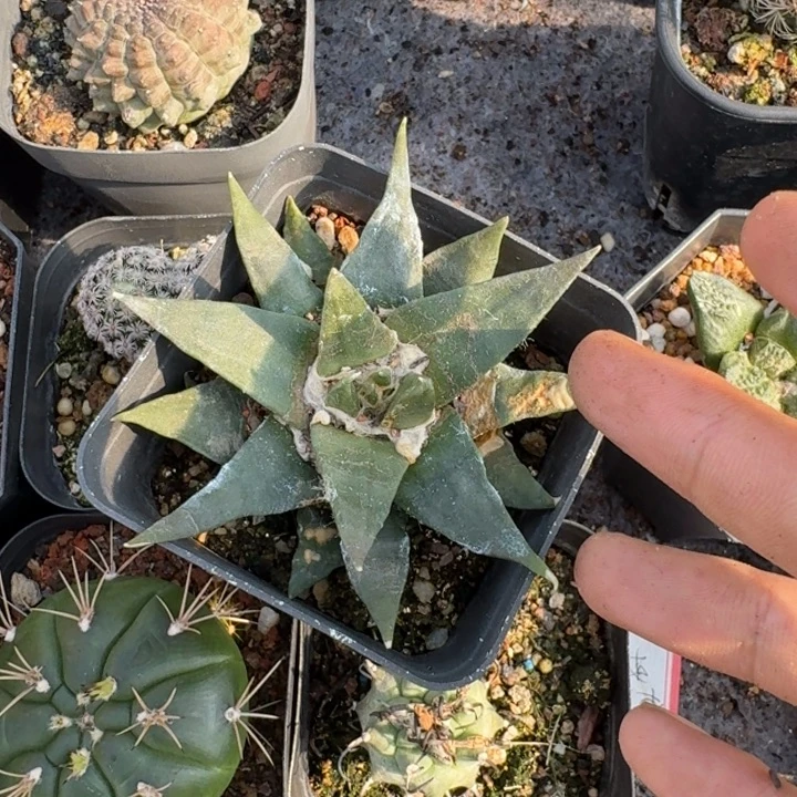 龙牙牡丹自根仙人球