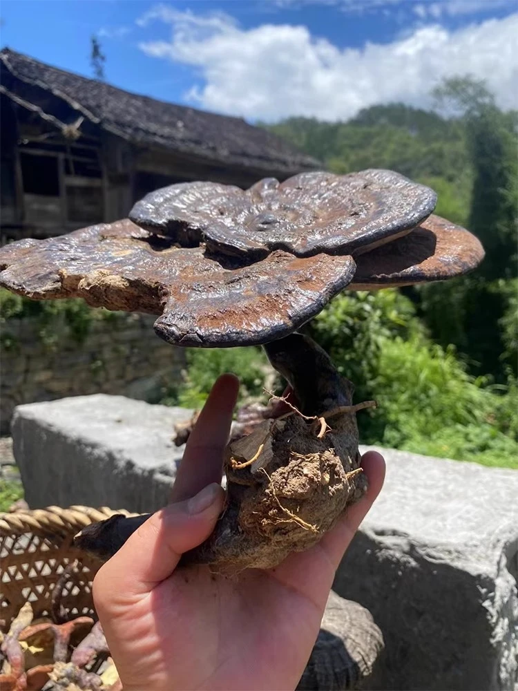 灵芝  高山  农家