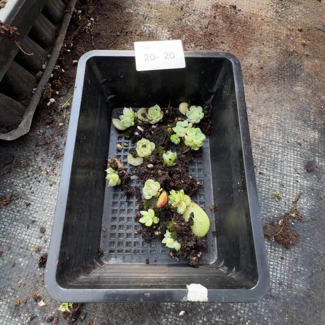 海王叶插十棵量拍20-20