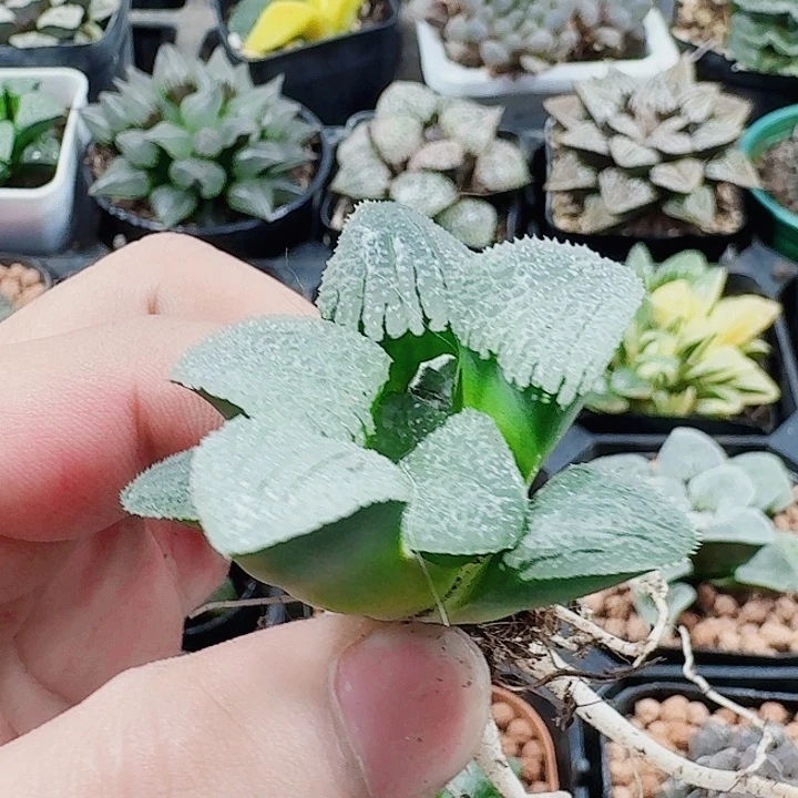 十二卷福利裸根福利天空之镜