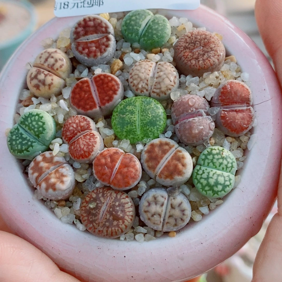 生石花花花花花花花602