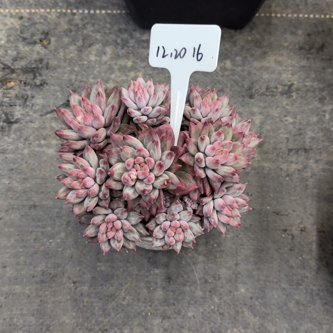 沙***2一物一拍红体虞美人16