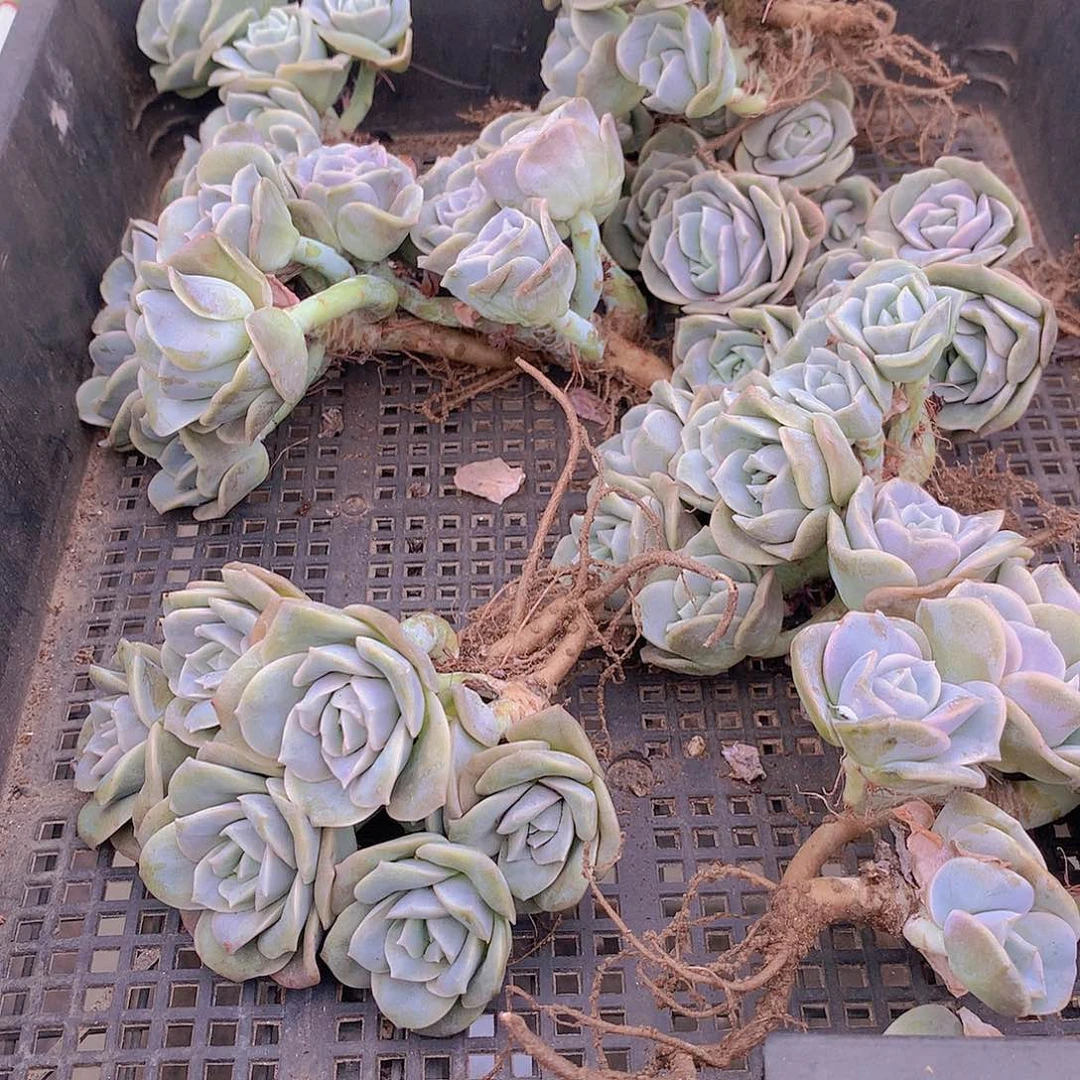 可爱玫瑰群345677899990000