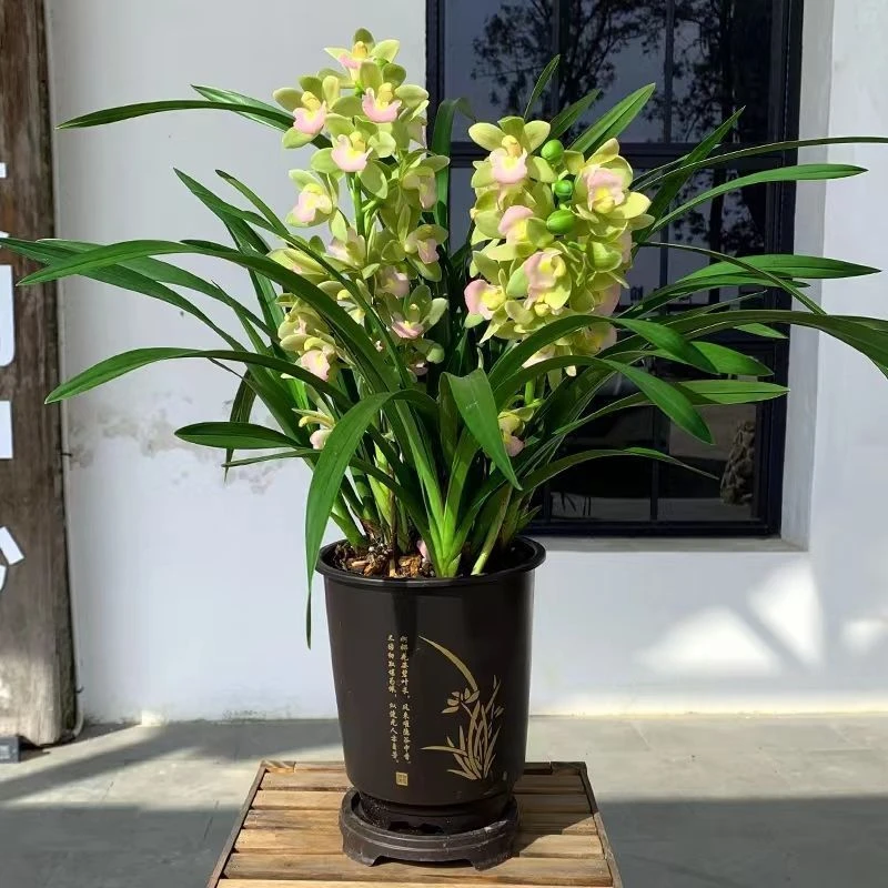 【带花剑】香兰浓香型高档兰花有花苞四季开花室内客厅阳台绿植盆栽