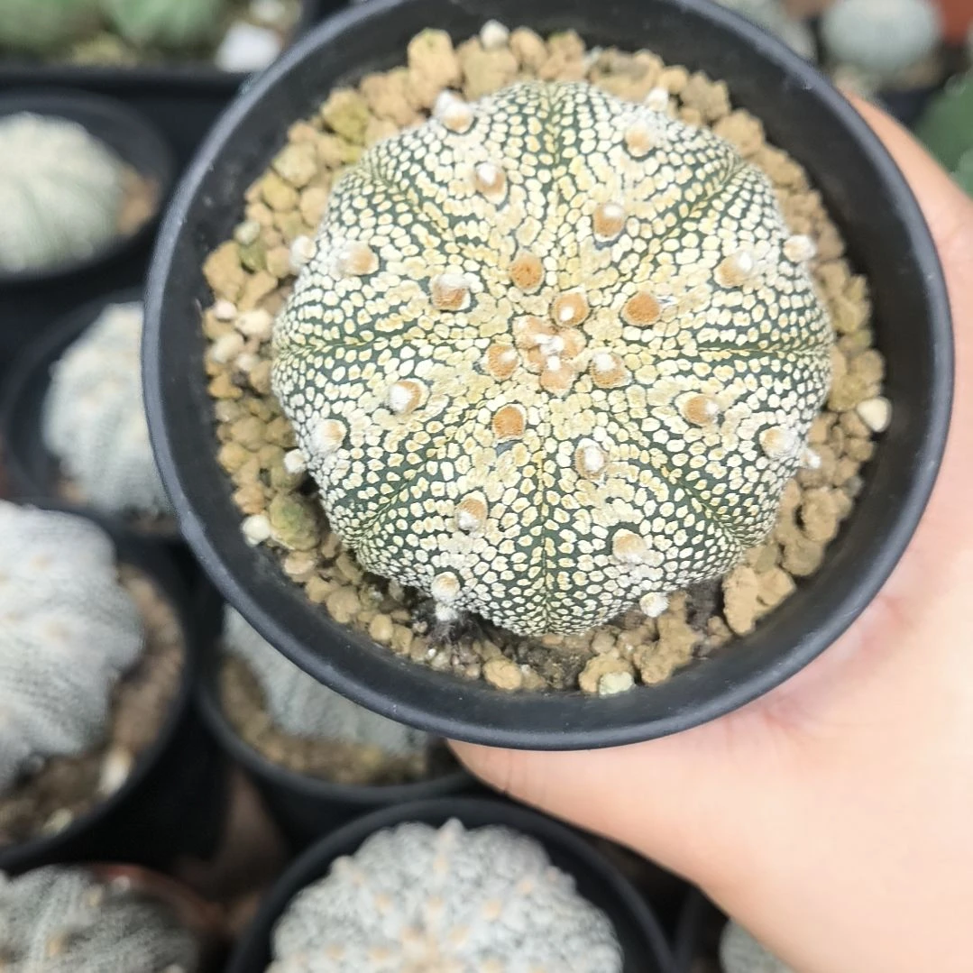奇迹6.8一物一拍脱土发货