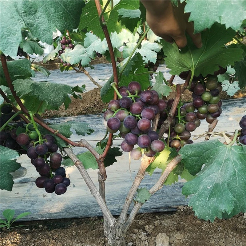 巨峰葡萄树苖当年结果葡萄大果树果苗北南方种植树爬藤苗盆栽地栽
