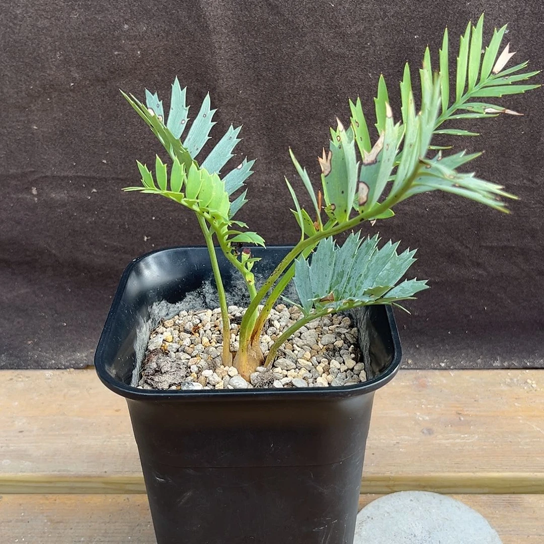 汤圆植物正版蓝棘铁