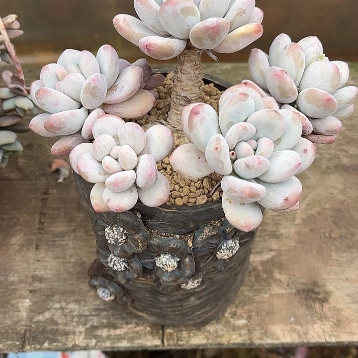 圆叶香水群，一物一拍