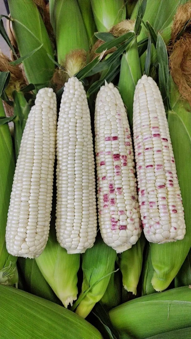 【顺丰包邮】苏北农家当季新鲜香糯玉米清甜颗粒饱满带壳带叶鲜玉米