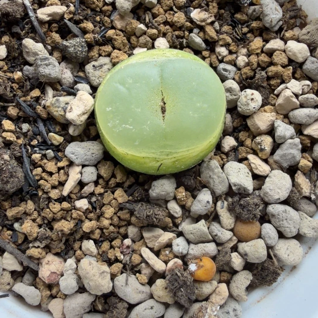 1.8-9公分母本拉登695号