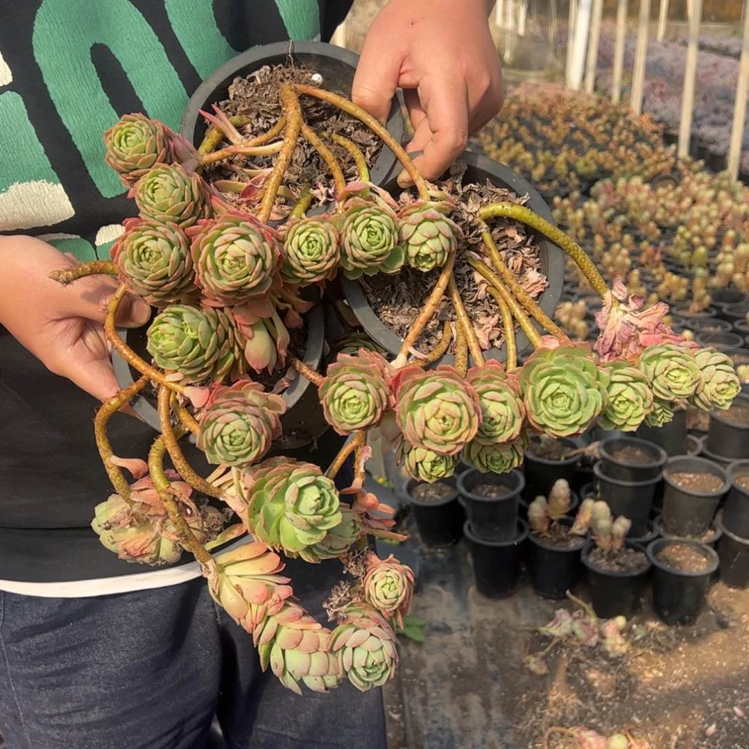 绿蔷薇三盆飘枝老桩