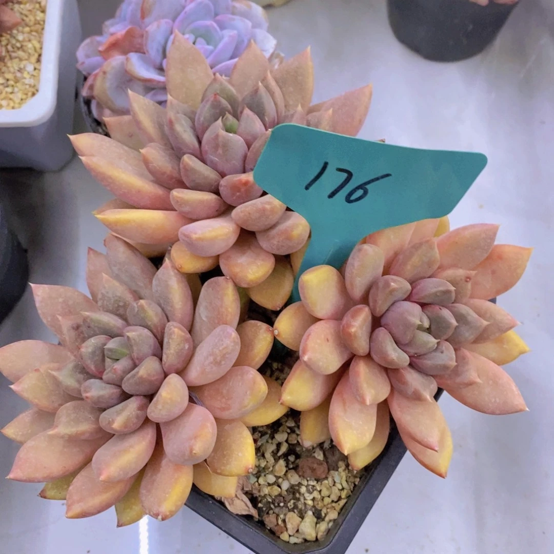 开心多肉，一物一拍，看准下单，