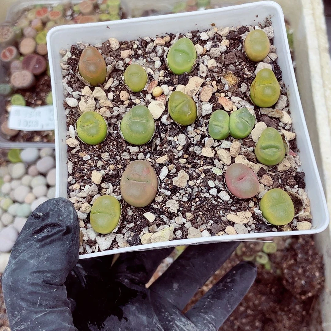 生石花满18包邮1023-7