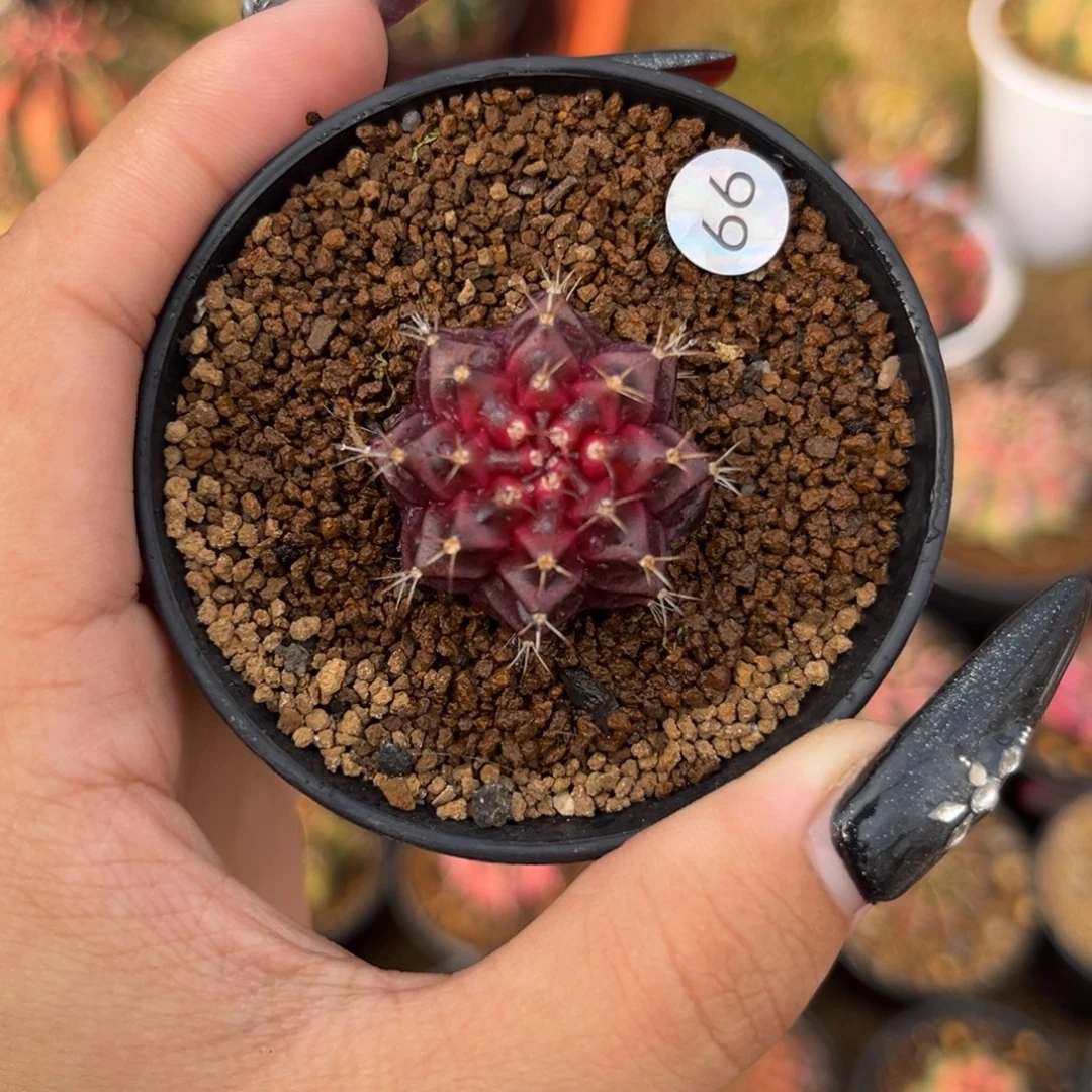 99 一点红 带盆土福利捡漏