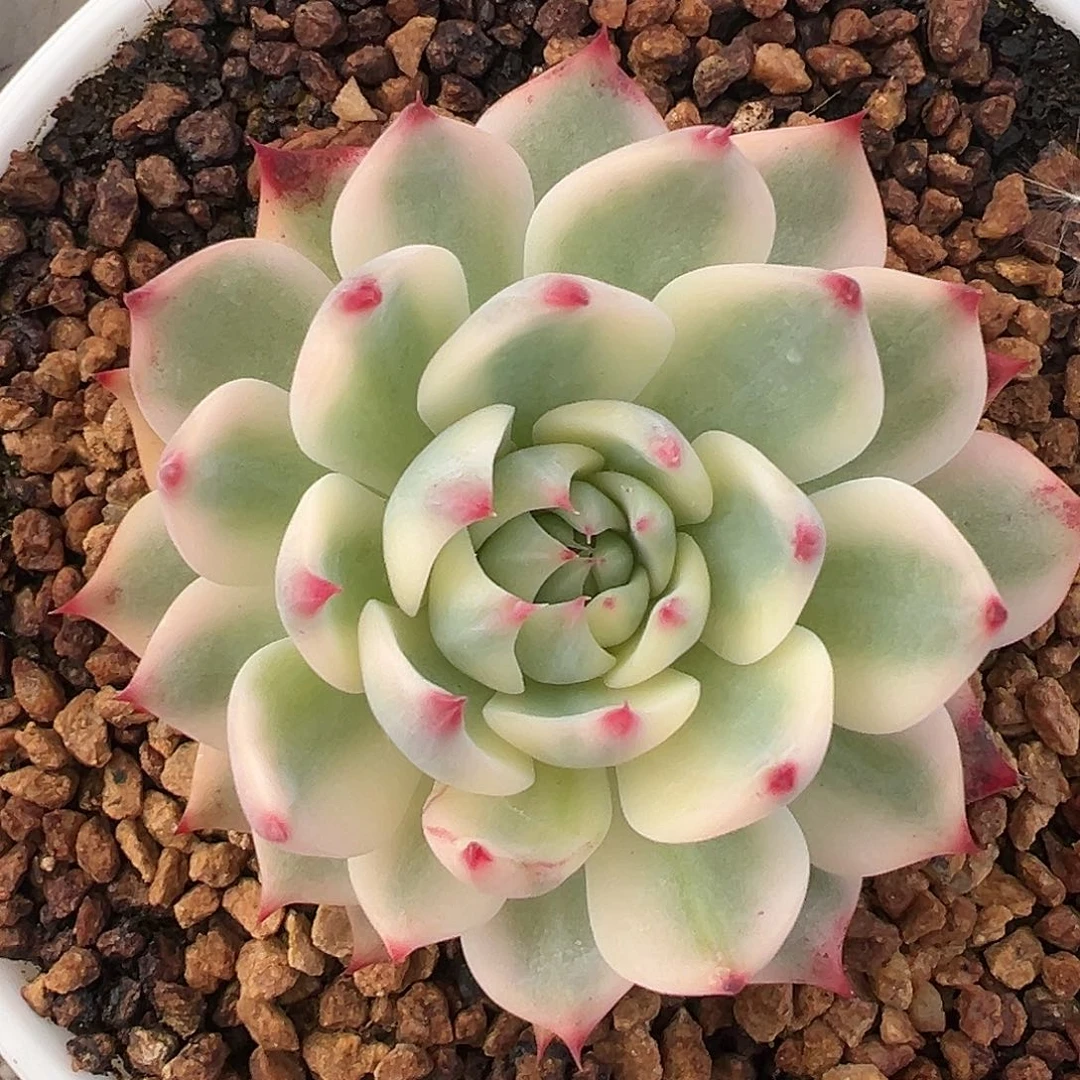 吉娃娃锦多肉植物