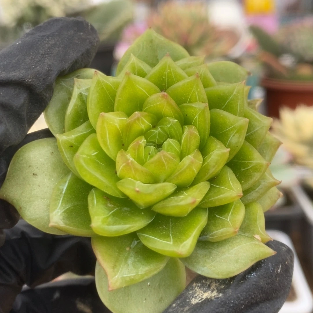 442麦秆杂头盖锦锦锦