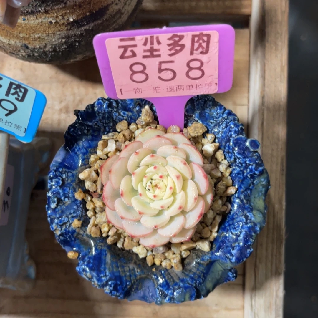 小***代云尘多肉一物一拍858不含盆，