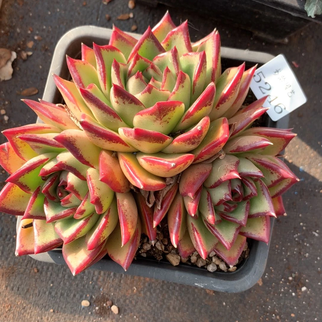 5246杂交多肉植物基地