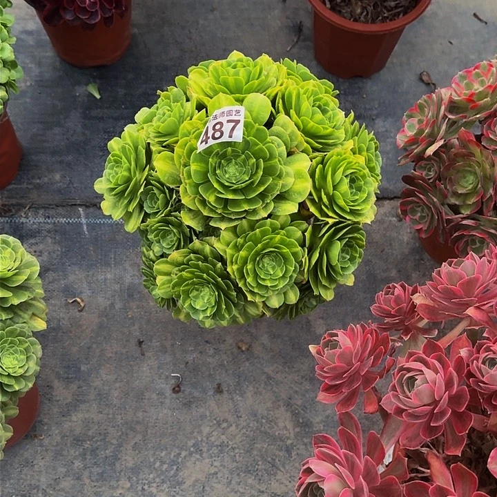 妞**麻000000000000487翡翠