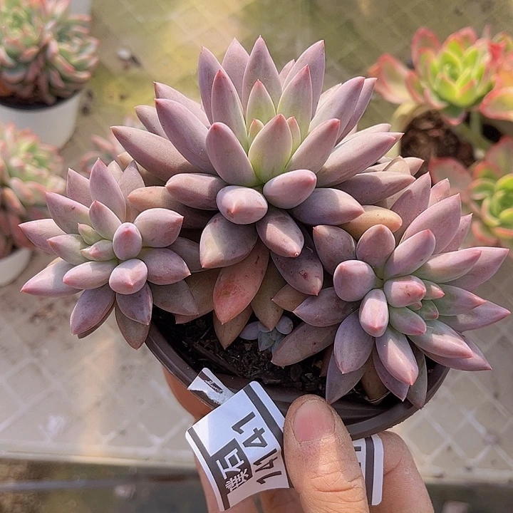 水晶球14141多肉植物