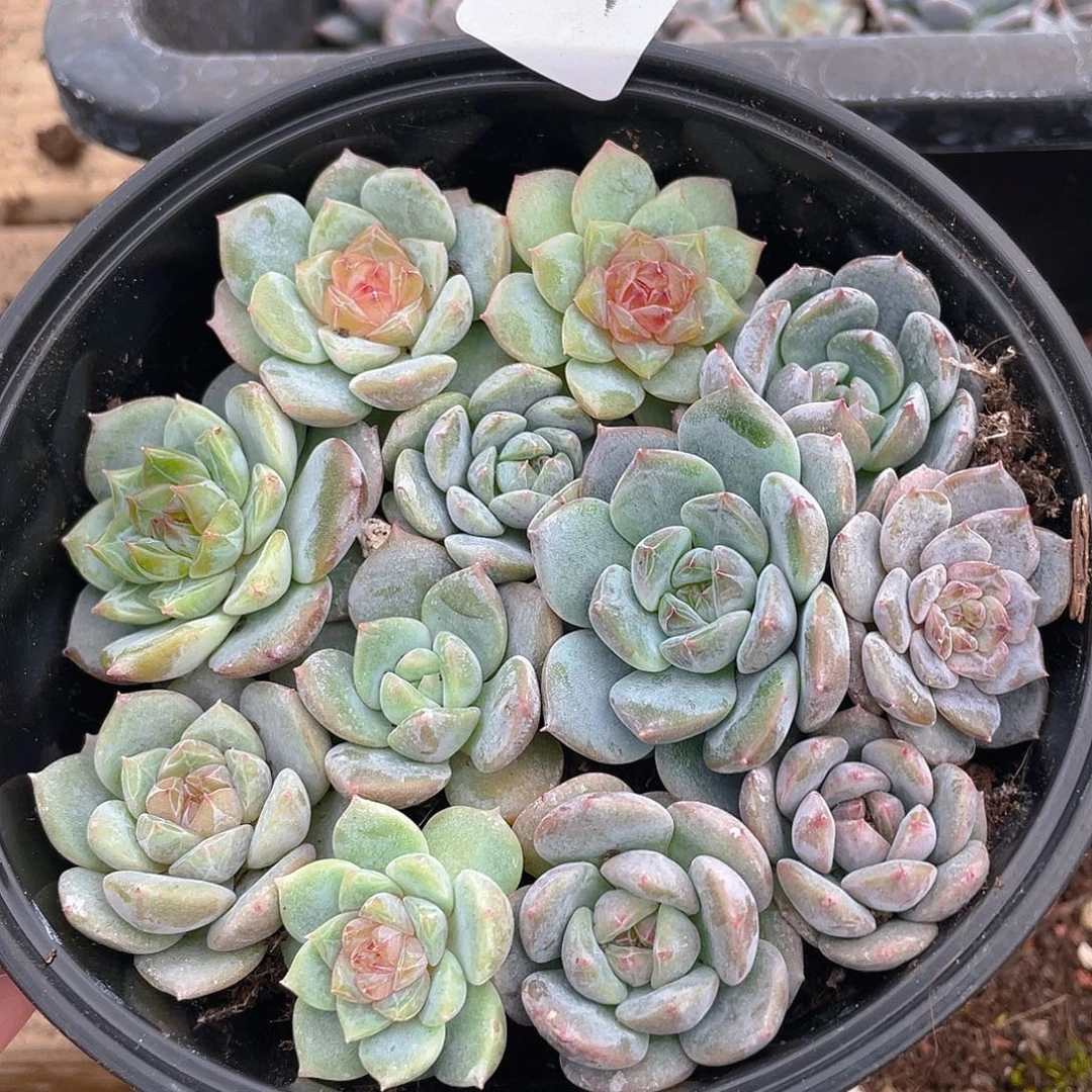 多肉植物多肉植物422